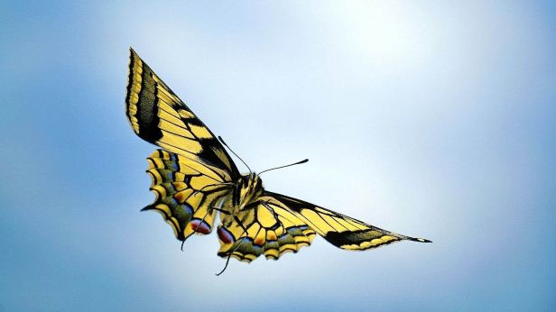 flying-colorful-butterfly-images-5-cool-wallpaper