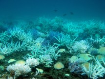2010_06_02_ChalokEMP_CoralBleaching-52a