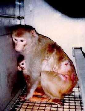 aip-20120228-vivisection-04