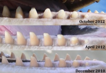 e824a36ba90189dc20a4e1f63c256ae6