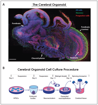 Organoid-11.png