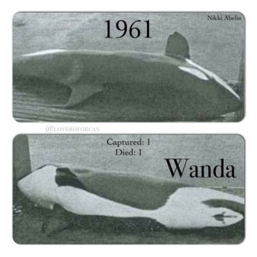 tumblr_nin9uvGWvJ1tzozhho1_500