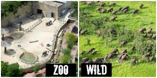 Zoo