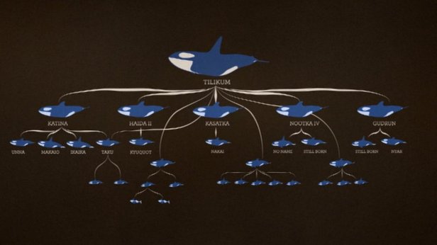 slide 9- family tree