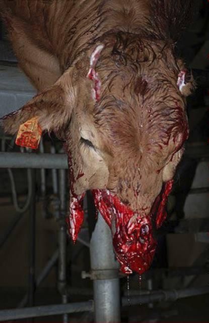 cow mistreatment