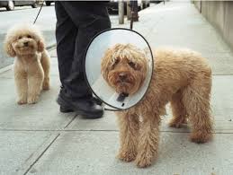 dog cone