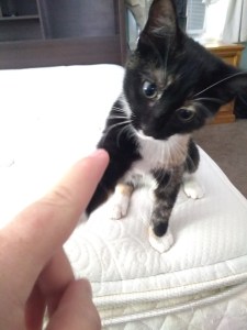 IMG_20180701_155115389_BURST034