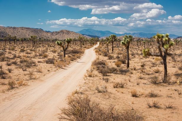 joshua-tree-national-park-california-us-530056063-582c96423df78c6f6a5fbaf7