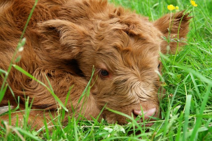 beef-calf-cow-302391