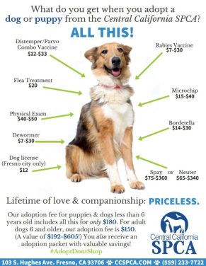 CCSPCA-Dog-Value-792x1024.jpg