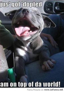 Dog-is-happy-to-be-adopted.jpg